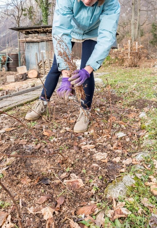 Raspberries (Rubus iadeus)