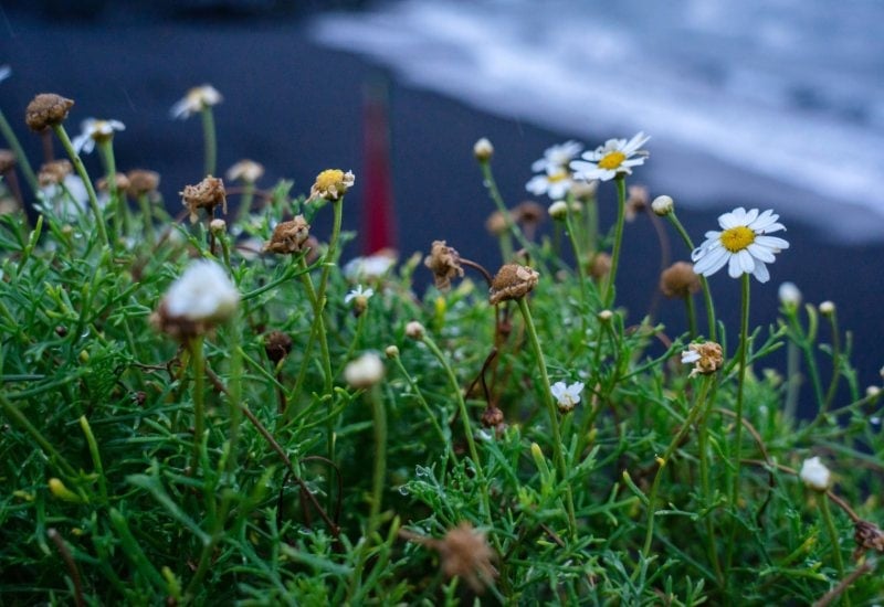 Shasta Daisy (Leucanthemum × superbum)