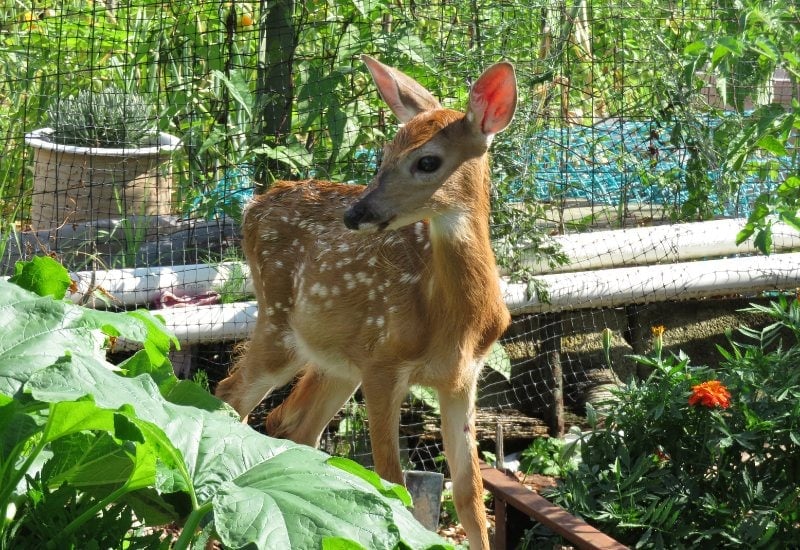 Deer Eating Your Tomatoes? Here’s How to Protect Your Plants 2