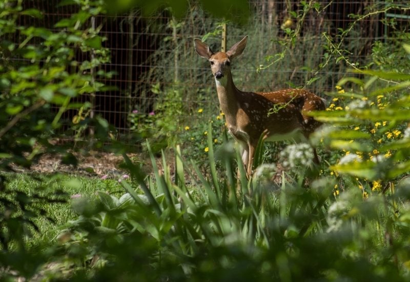 Are Deer a Threat to My Tomatoes?