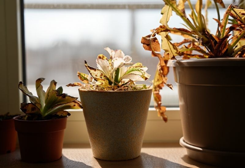 Signs That The Indoor Light For Your Potted Plants Is Not Right And How To Fix It