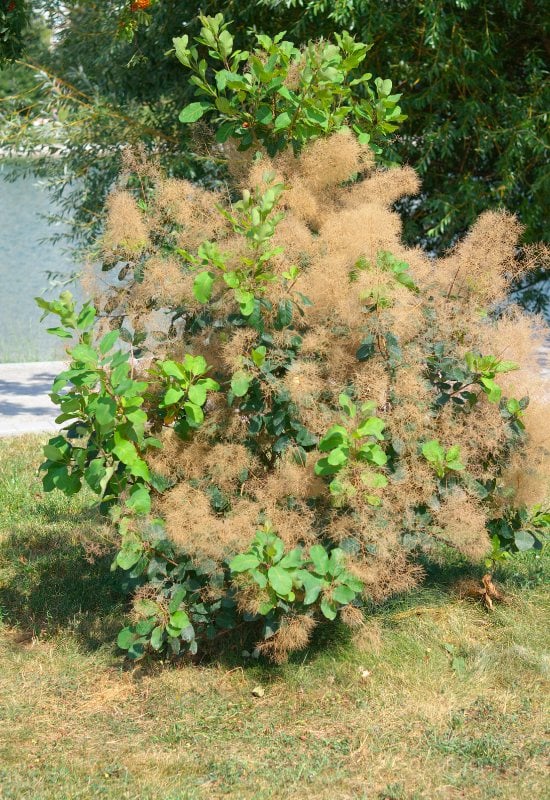 Smokebush (Cotinus coggygria)