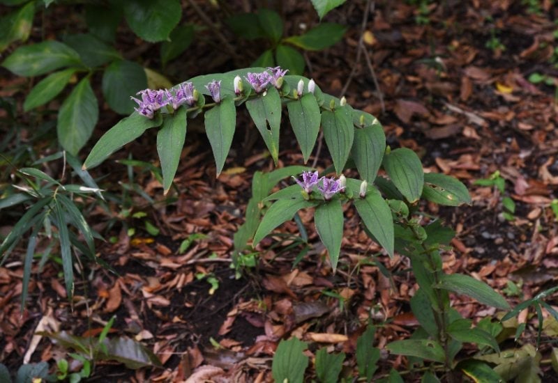 Toad Lily (Tricyrtis spp.)