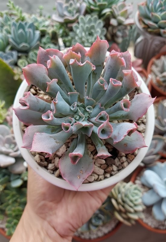20 Most Colorful Echeverias to Grow for a Picture-Perfect Succulent Display 9