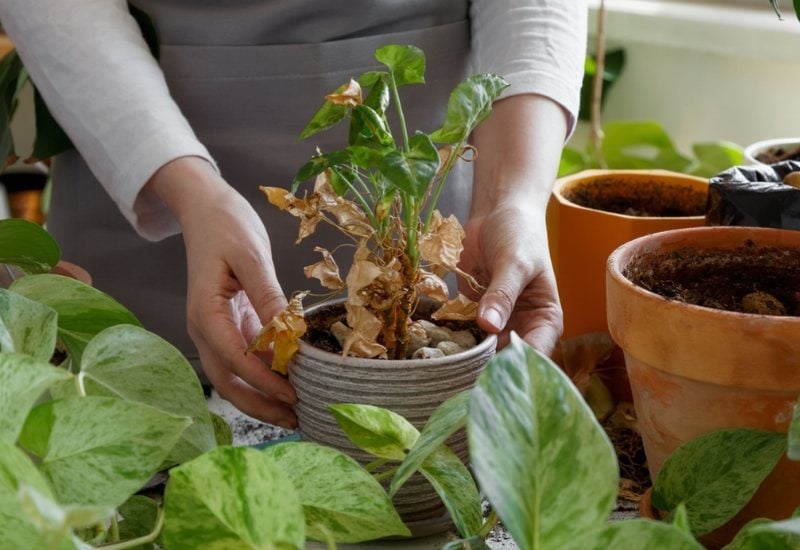 When You Have Moved Your Potted Plants Indoors, Check Out For Trouble