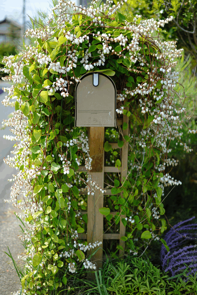 15 White Flowering Vines That Turn Plain Fences and Pergolas Into Cascades of Soft, Snow-Colored Blooms 14