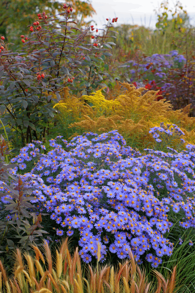 As Summer Fades, These 10 Native Flowers Keep Bees, Butterflies, and Color Alive Until Frost 7
