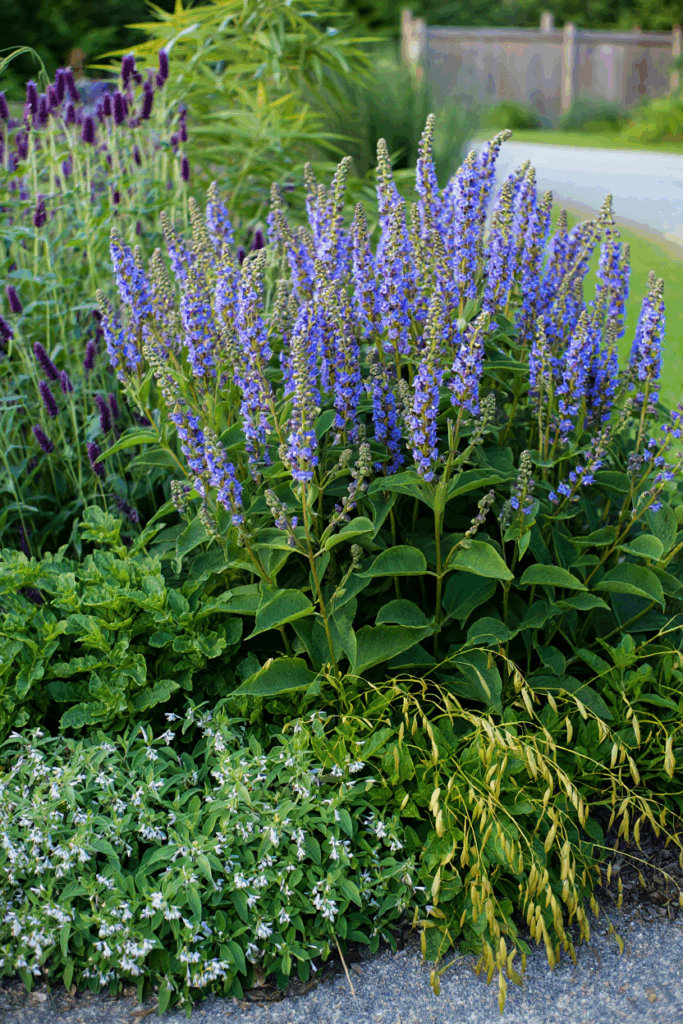As Summer Fades, These 10 Native Flowers Keep Bees, Butterflies, and Color Alive Until Frost 3