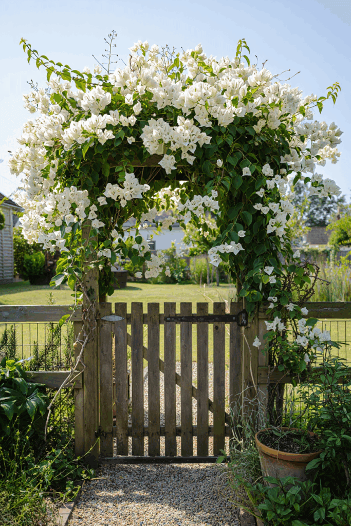 15 White Flowering Vines That Turn Plain Fences and Pergolas Into Cascades of Soft, Snow-Colored Blooms 11