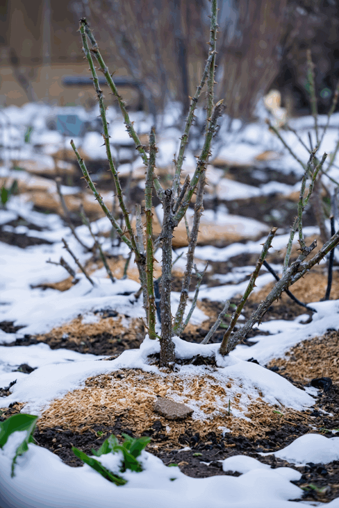 Why Calling Snow ‘Poor Man’s Fertilizer’ Is Only Half True — Here’s What Really Happens 4