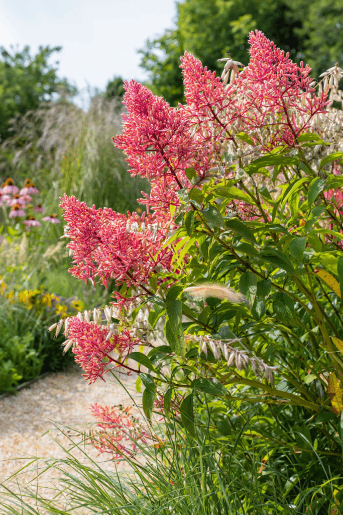 10 Flowering Shrubs That Are Just as Beautiful as Hydrangeas — but So Much Easier to Grow and Keep Healthy 5