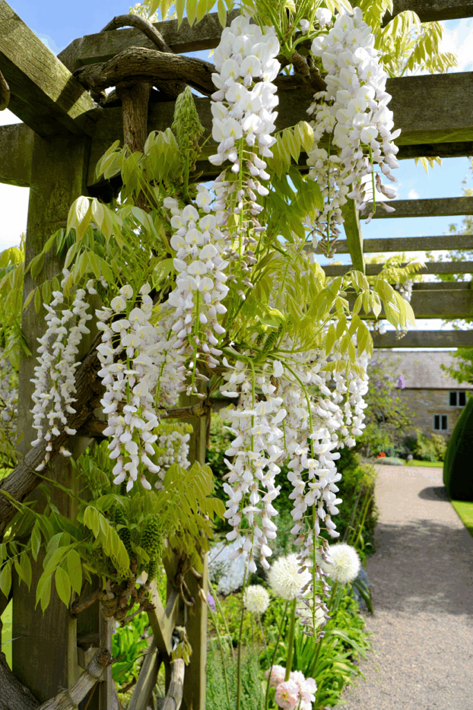 15 White Flowering Vines That Turn Plain Fences and Pergolas Into Cascades of Soft, Snow-Colored Blooms 4
