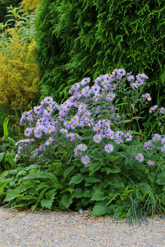 10 Native, Deer-Resistant Plants That Bring the Beauty of Hostas Without the Constant Chewing 9