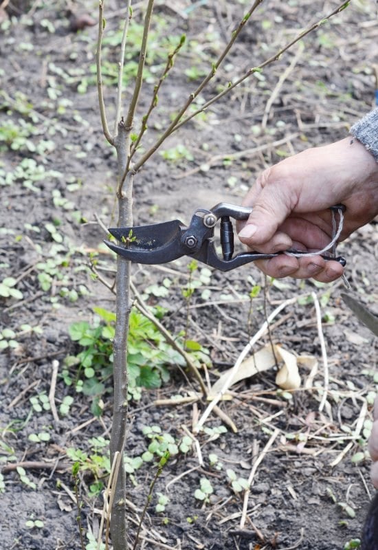 Winter Pruning Tips for Trees and Shrubs Every Gardener Should Know 1