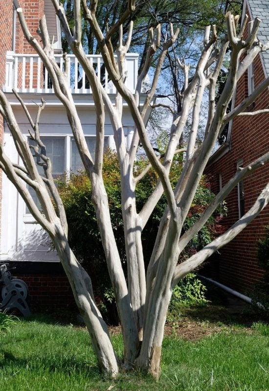 prune crape myrtle