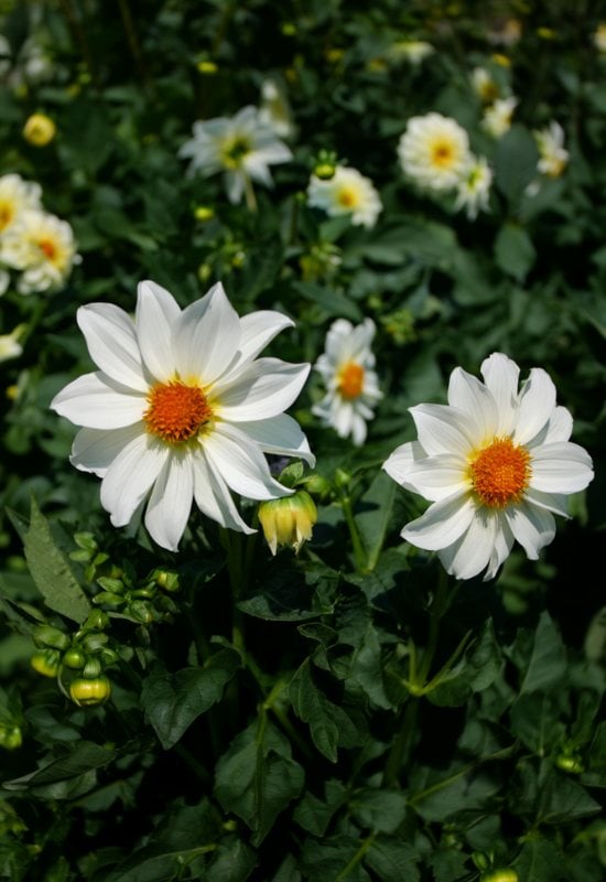 ‘AlpenCherub’ CollaretteDahlia (Dahlia ‘AlpenCherub’)