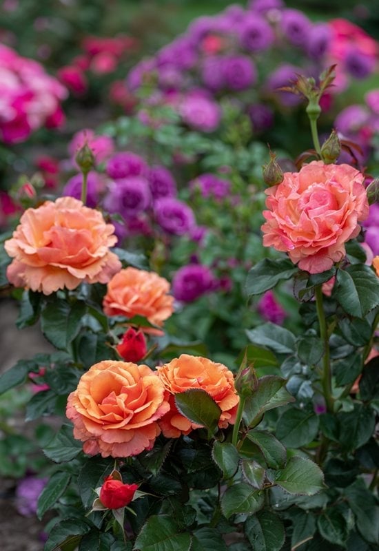 ‘Anna’s Promise’ Grandiflora Rose (Rosa ‘Anna’s Promise’)