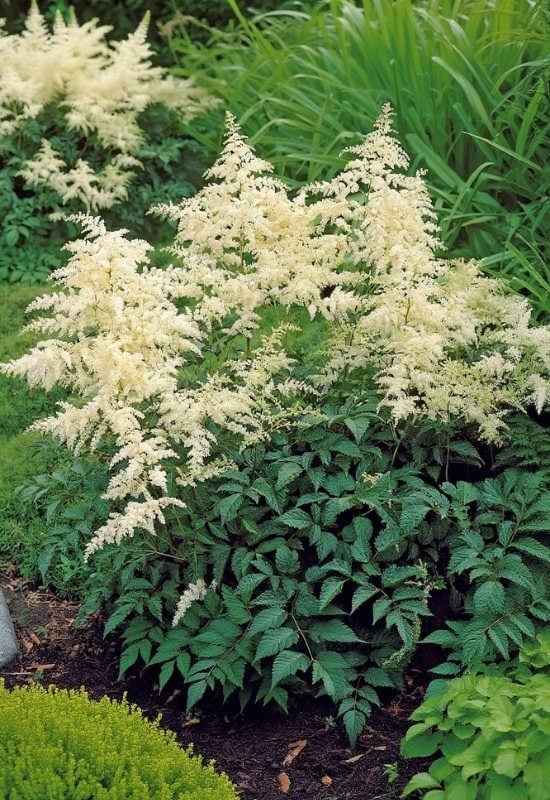 ‘Bridal Veil’ Astilbe (Astilbe x arendsii ‘Bridal Veil’)