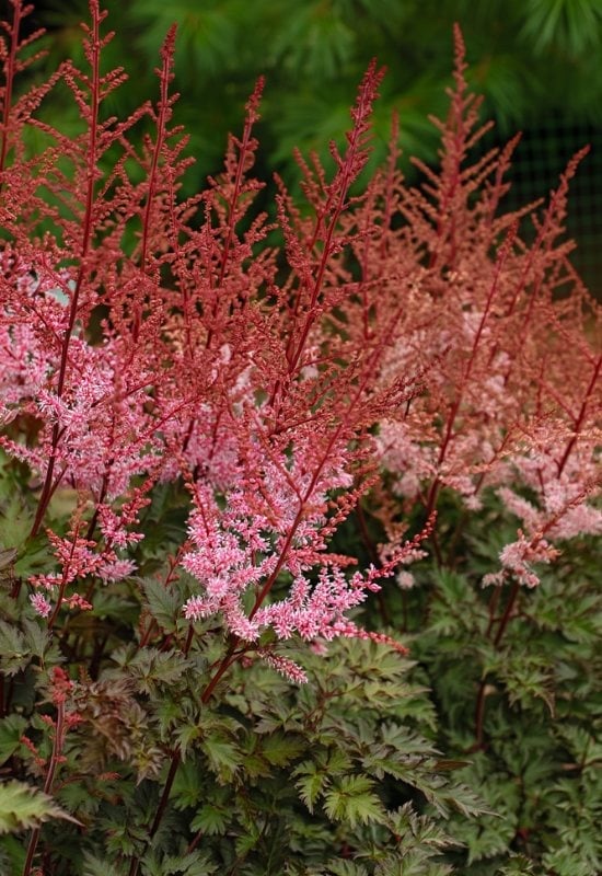 ‘Delft Lace’ Astilbe (Astilbe x hybrida ‘Delft Lace’)