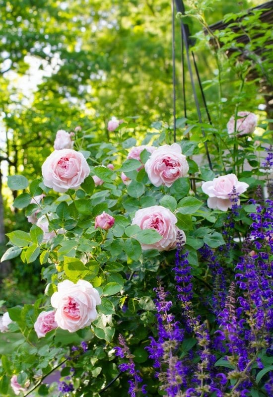 ‘Gentle Hermione’ English Rose (Rosa ‘Gentle Hermione’)