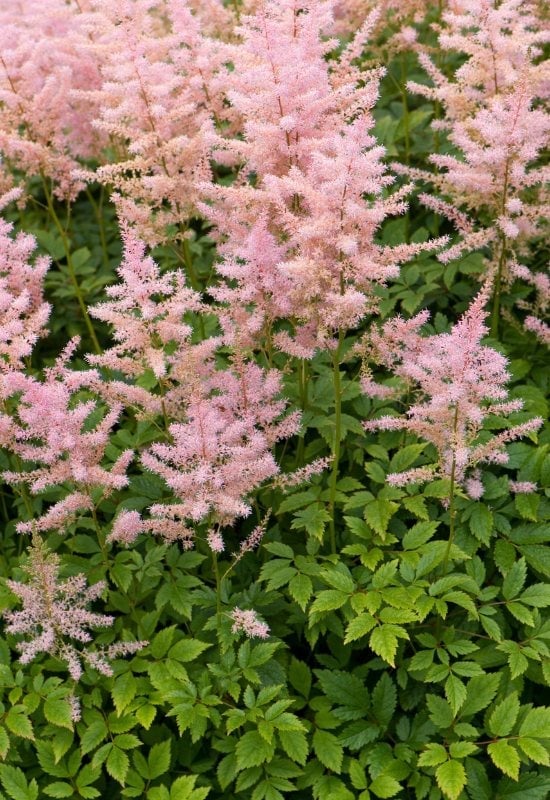 ‘Hip Hop’ Astilbe (Astilbe x hybrida ‘Hip Hop’)