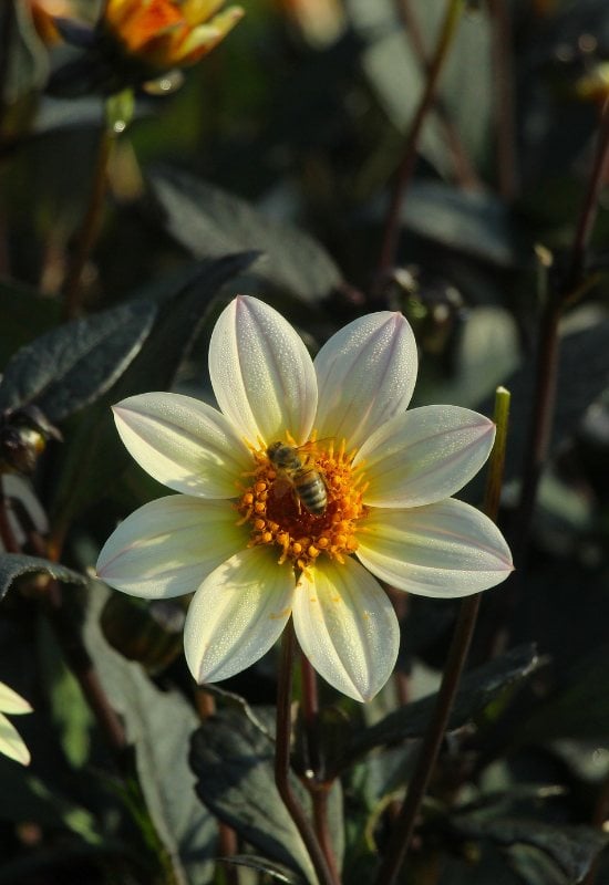 ‘Joe Swift’ Single Dahlia (Dahlia ‘Joe Swift’)