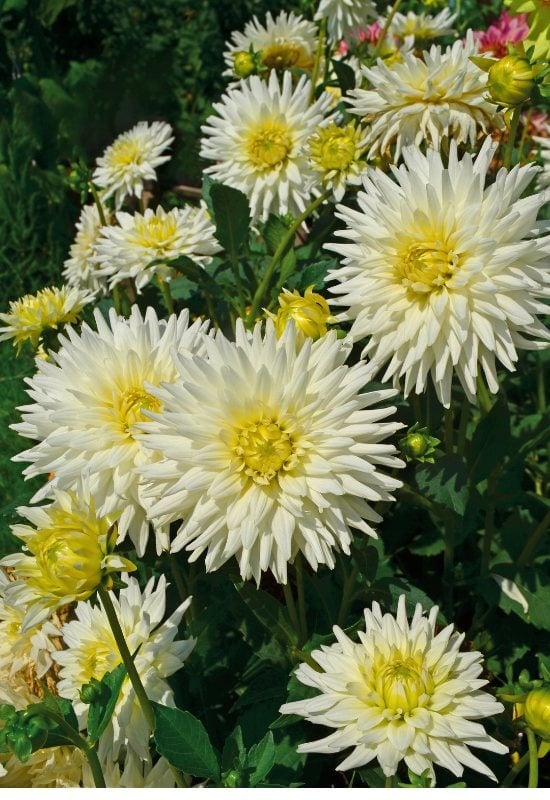 ‘My Love’ Cactus Dahlia (Dahlia ‘My Love’)