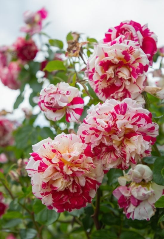 ‘Neil Diamond’ Hybrid Tea Rose (Rosa ‘Neil Diamond’)