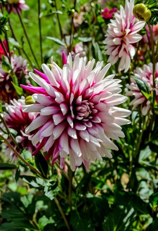 ‘Rebecca’s World’ Decorative Dahlia (Dahlia ‘Rebecca’s World’)