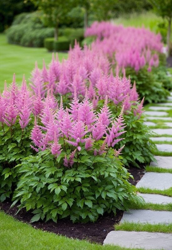 ‘Rhythm and Blues’ Astilbe (Astilbe x arendsnsii ‘Rhythm and Blues’)