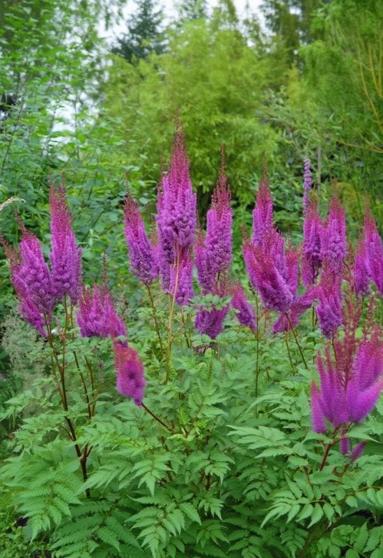 ‘Superba’ Chinese Astilbe (Astilbe chinensis var. taquetii ‘Superba’)