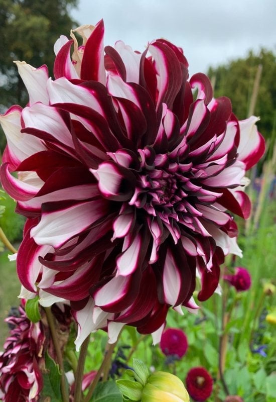 ‘Tartan’ Decorative Dahlia (Dahlia ‘Tartan’)