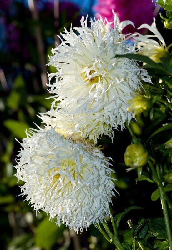 ‘Tsuku Yori No Shisha’ Fimbriated Dahlia (Dahlia ‘Tsuku Yori No Shisha’)