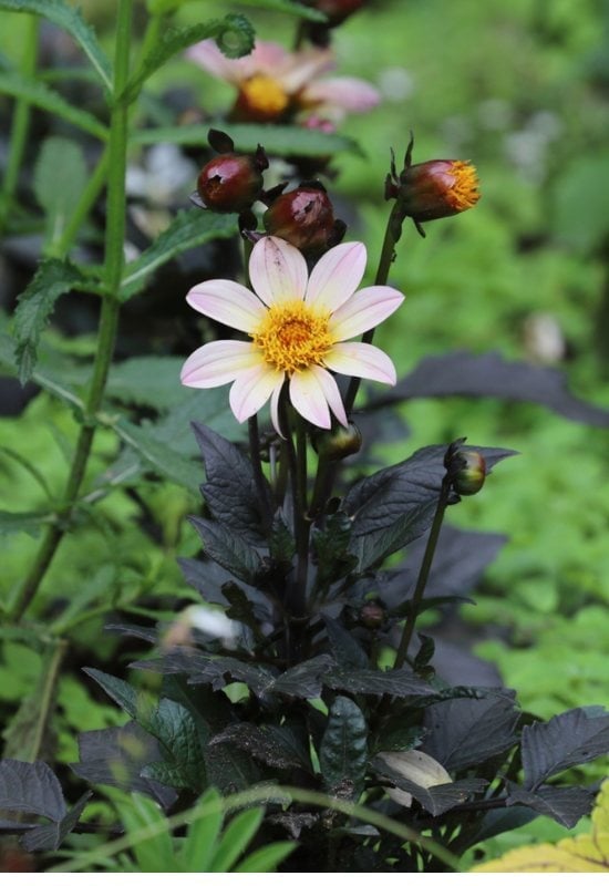‘Twyning’s After Eight’ Single Dahlia (Dahlia ‘Twyining’s After Eight’)
