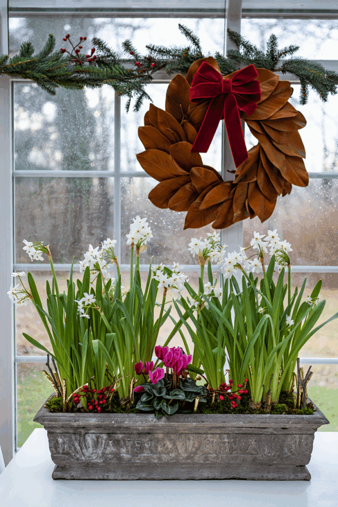 Forget Poinsettias — These 10 Stunning Holiday Plants Bring Style, Warmth, and a Fresh Twist to Your Festive Décor 7