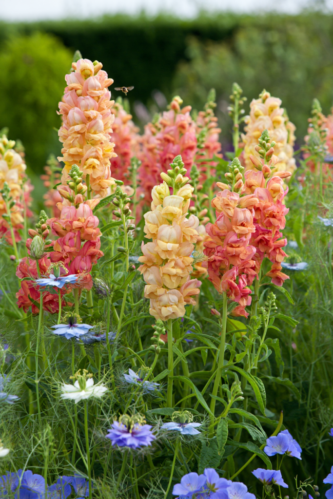 12 Flower Seeds to Start in January That Give You Earlier Blooms and a Fuller Garden 6