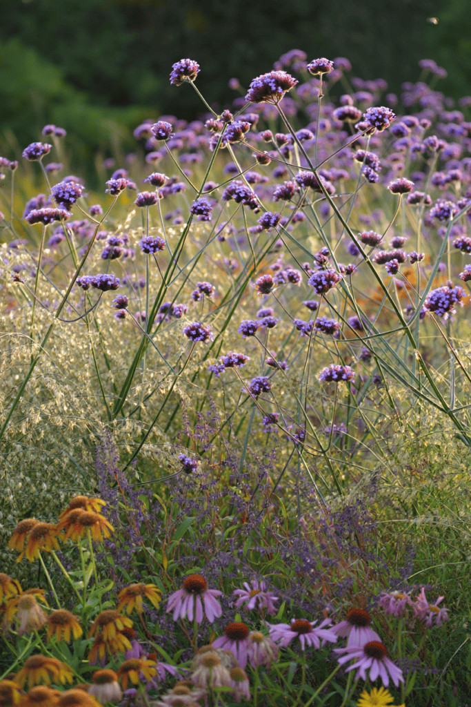 12 Flower Seeds to Start in January That Give You Earlier Blooms and a Fuller Garden 3