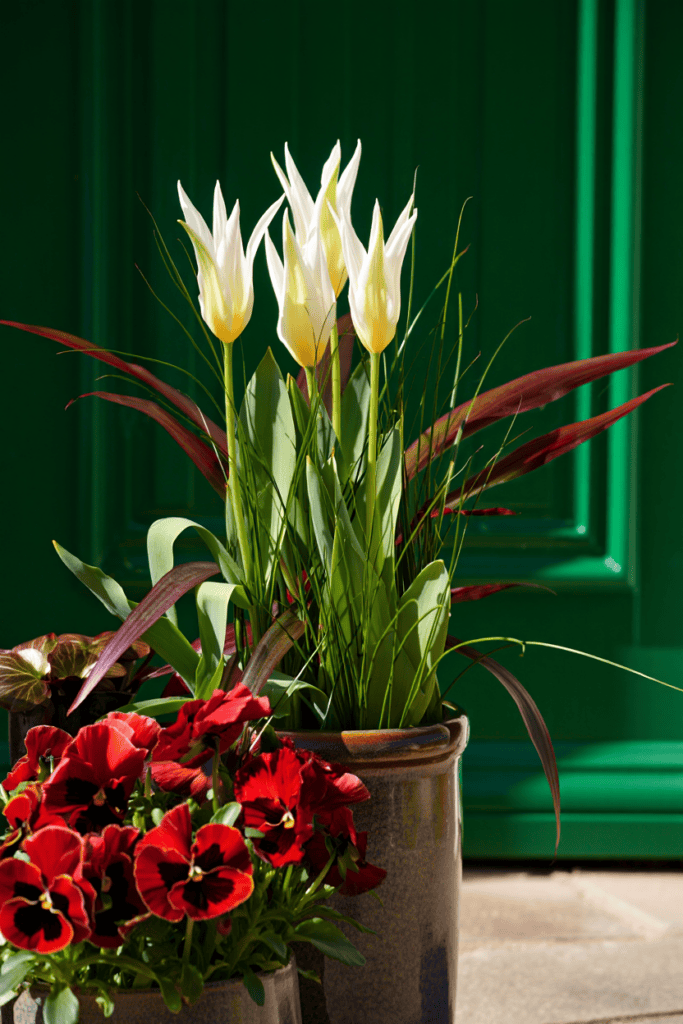 12 Flower Seeds to Start in January That Give You Earlier Blooms and a Fuller Garden 11