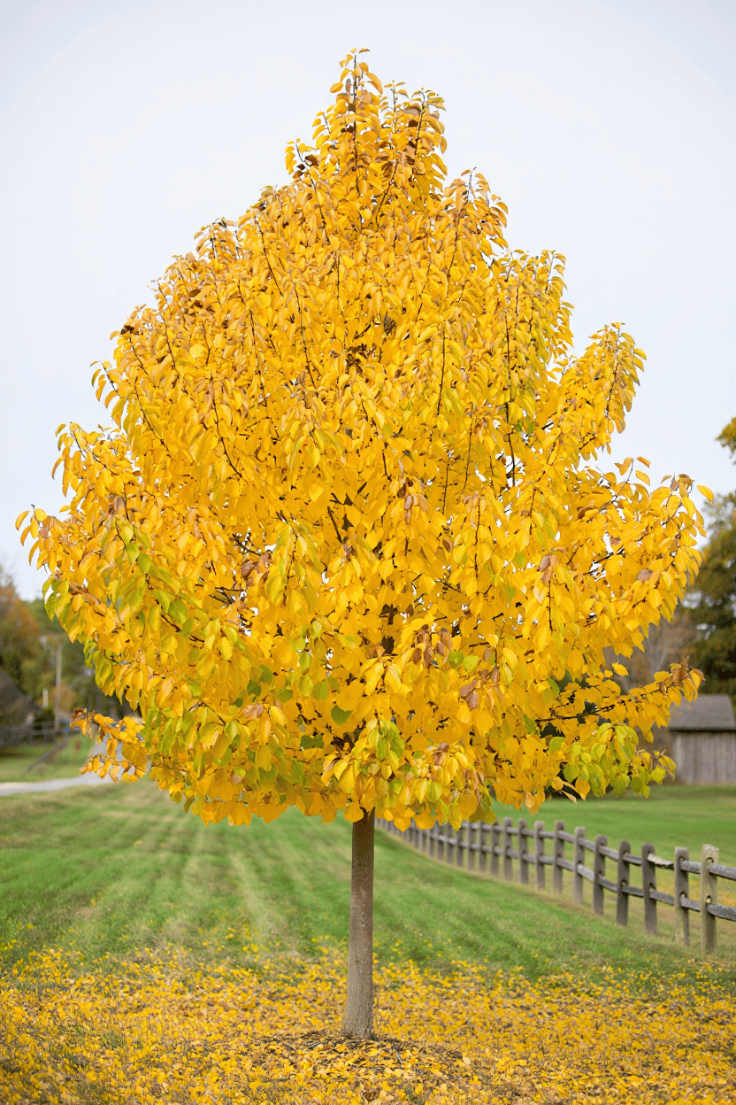 10 Ornamental Trees With Bright Yellow Autumn Leaves That Make Any Yard ...
