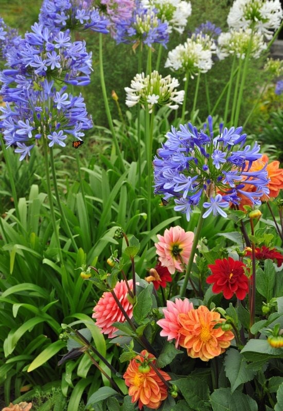 African Lily (Agapanthus spp.)