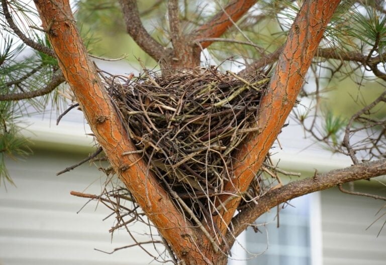 Bird Nest Look-Alike You Don't Want