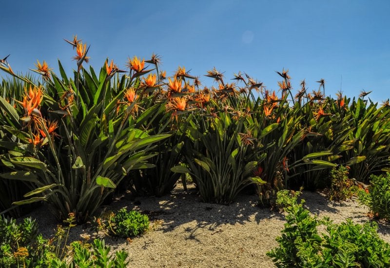 Bird of Paradise Varieties That Turn Ordinary Gardens Into Tropical Escapes