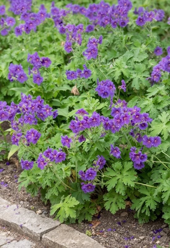 Cranesbill (Geranium spp.)