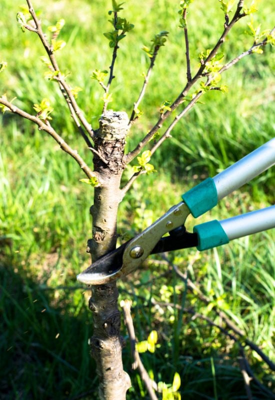 Cut Back Competing Leads of Your Apple Tree