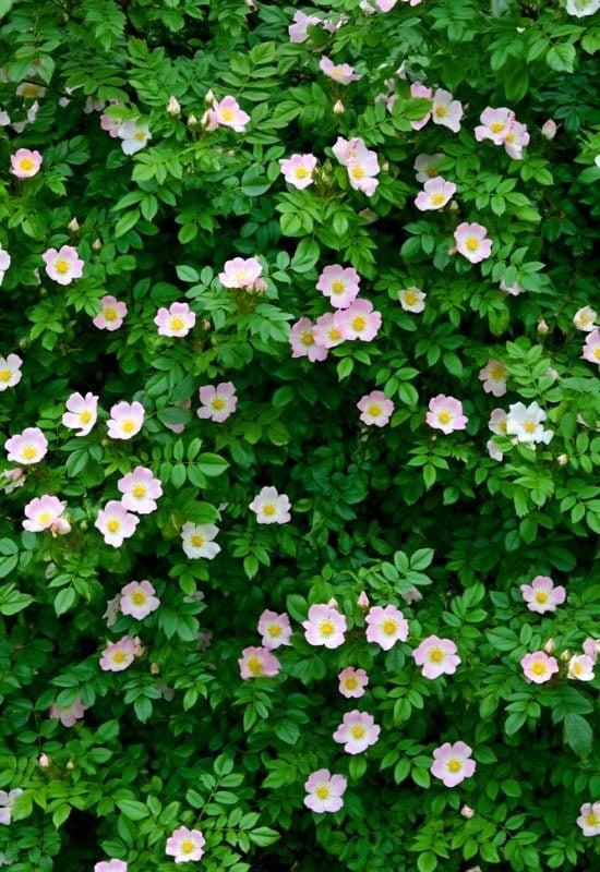 Dog Rose (Rosa canina)