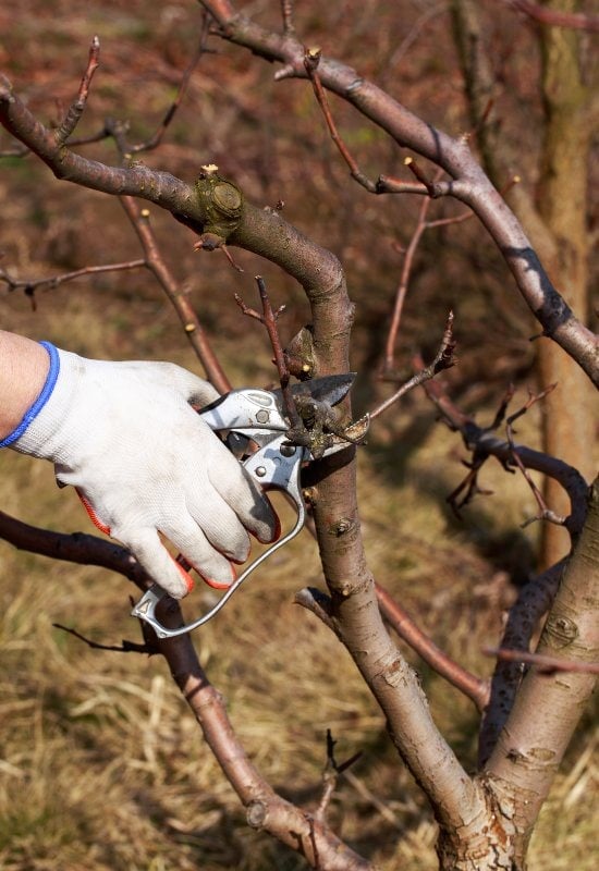Don’t Over-Prune Your Apple Tree