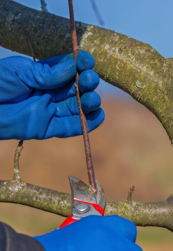 Prune off Suckers and Water Sprouts (Root Suckers) from Your Apple Tree