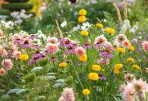 Great Perennials to Grow with Your Favorite Dahlias