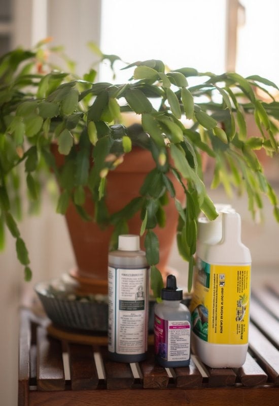 Why Won’t My Christmas Cactus Bloom? (And What to Do About It) 1