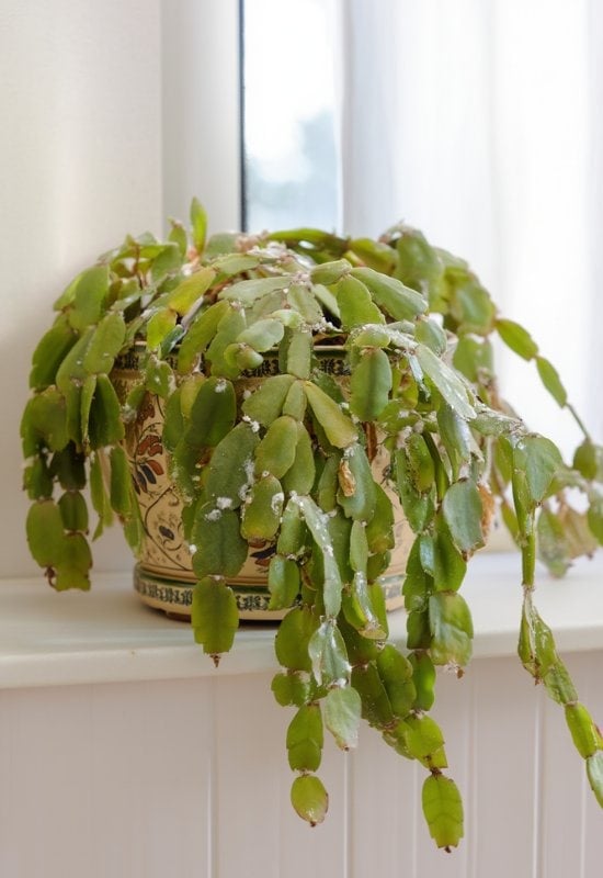 If Your Christmas Cactus Has Caught A Fungus, It May Fail To Bloom – But You Can Help…